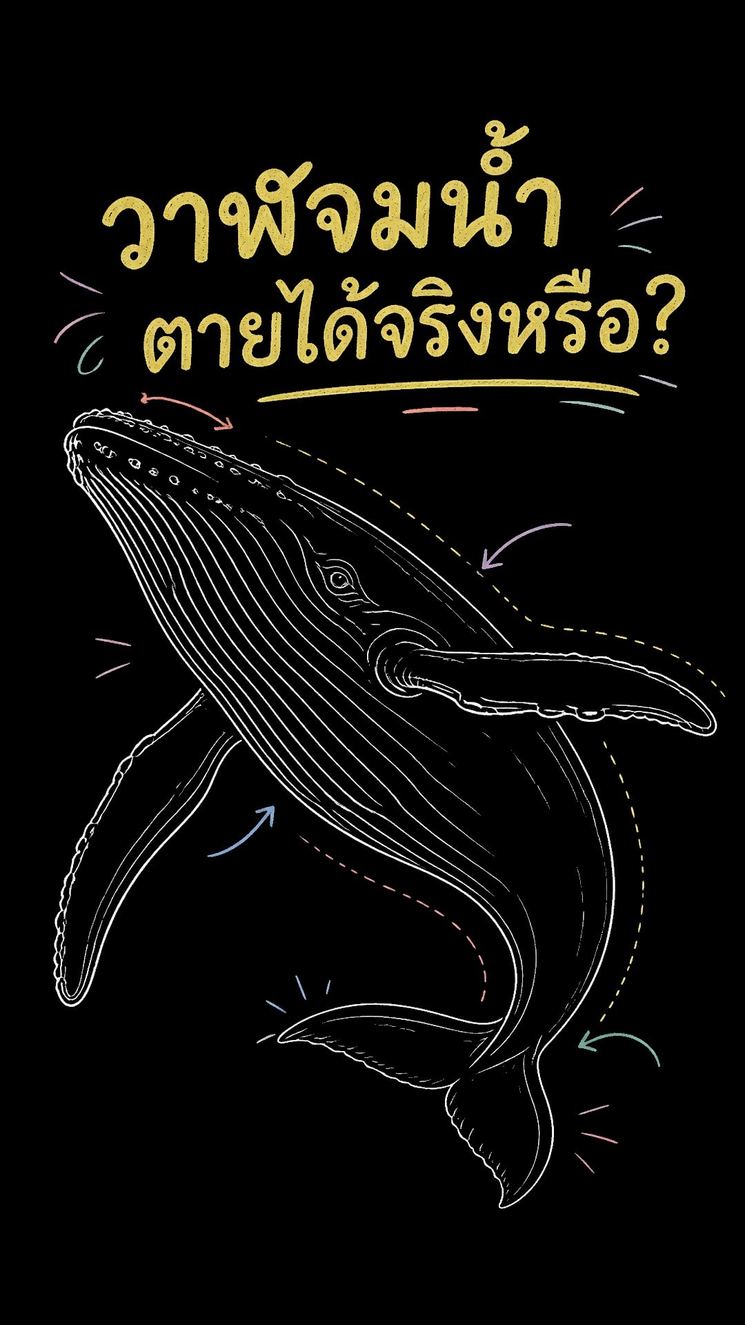 วาฬจมน้ำตายได้จริงหรือ? ความลับใต้สมุทรที่หลายคนเข้าใจผิด